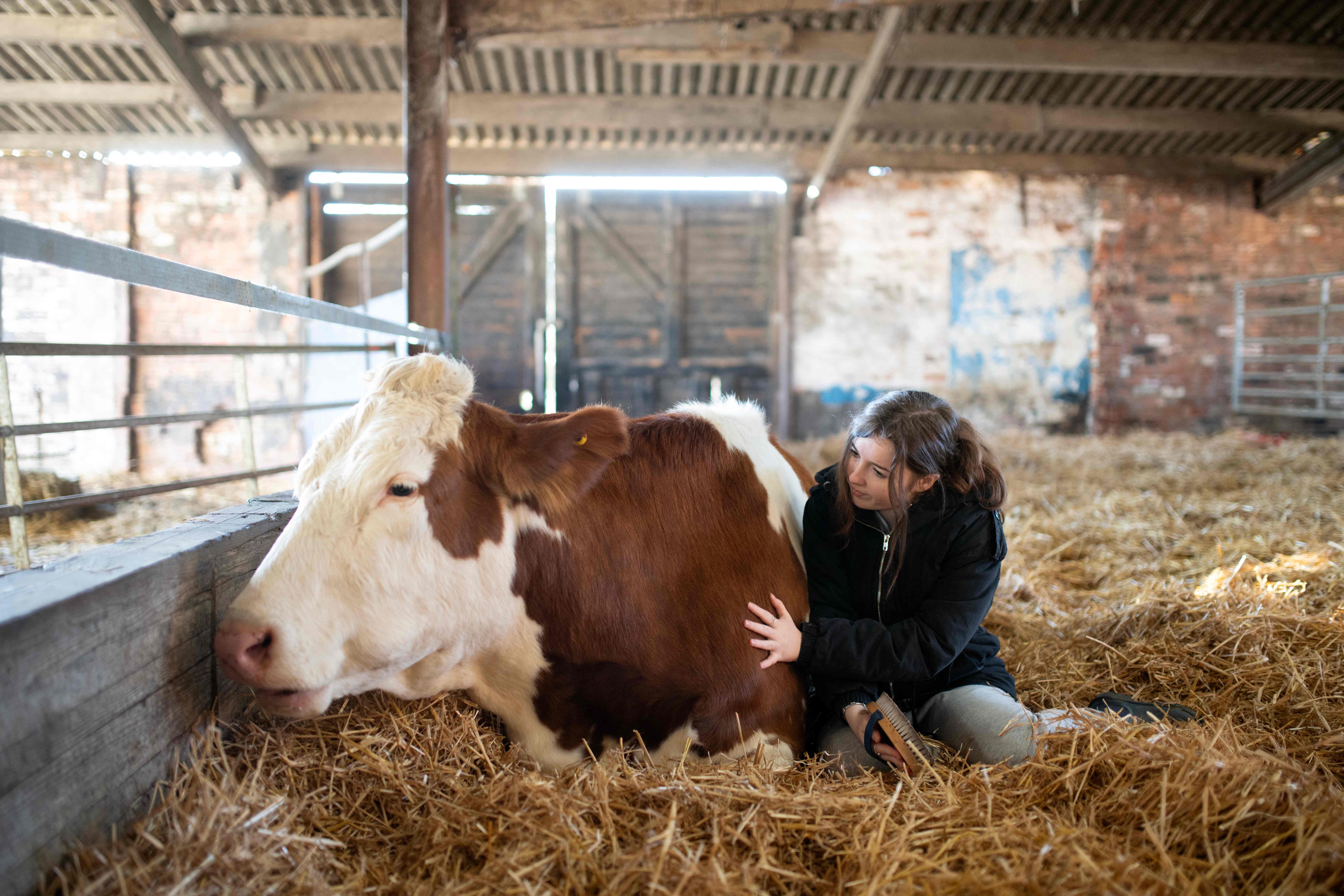 بريطانيا .. مربو الماشية يعانقون أبقارهم لتخفيف التوتر