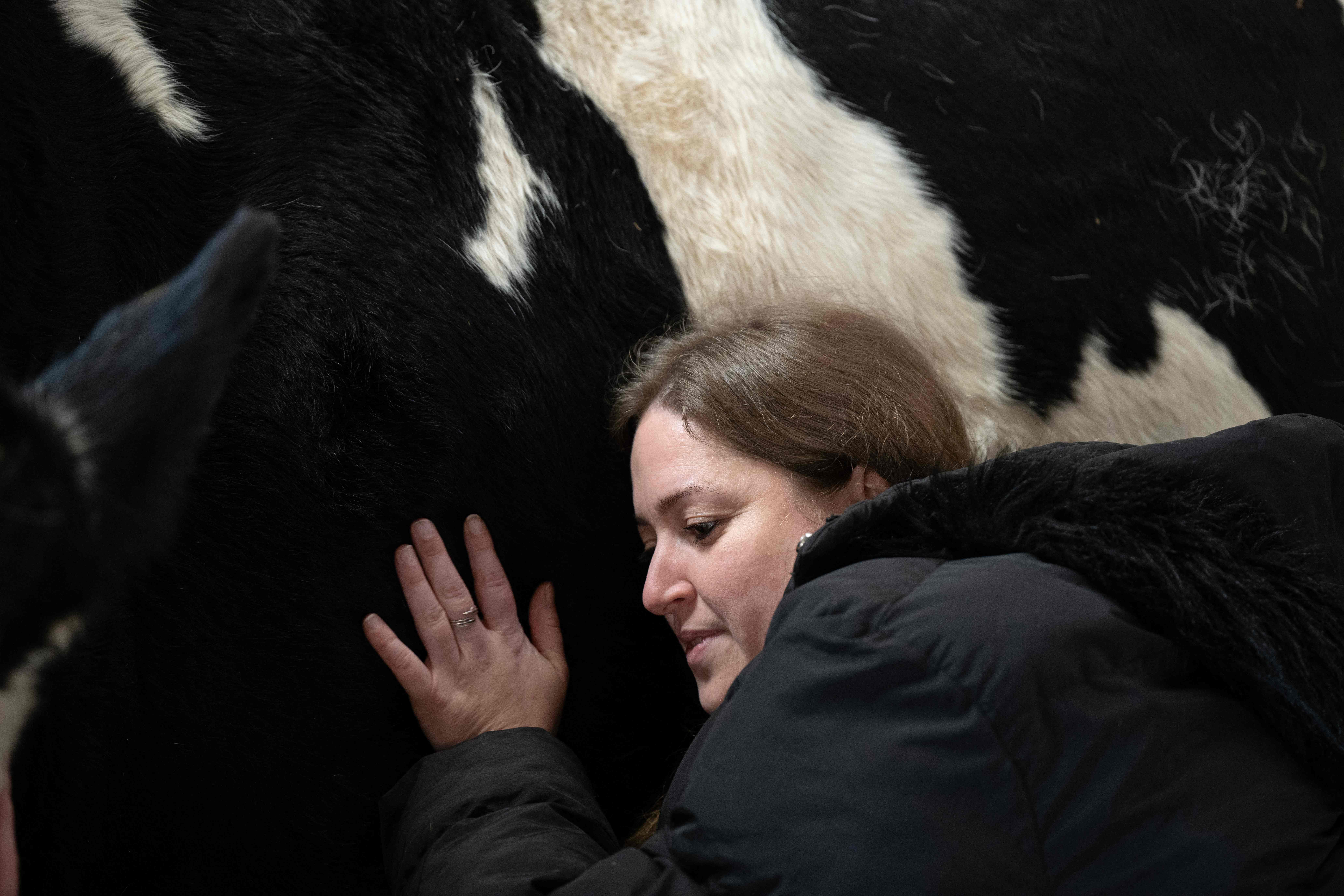 بريطانيا .. مربو الماشية يعانقون أبقارهم لتخفيف التوتر