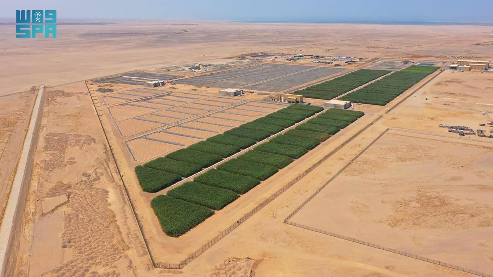  حل بيئي مستدام لمعالجة المياه .. إنشاء 80 ألف متر مربع من الأراضي الرطبة 