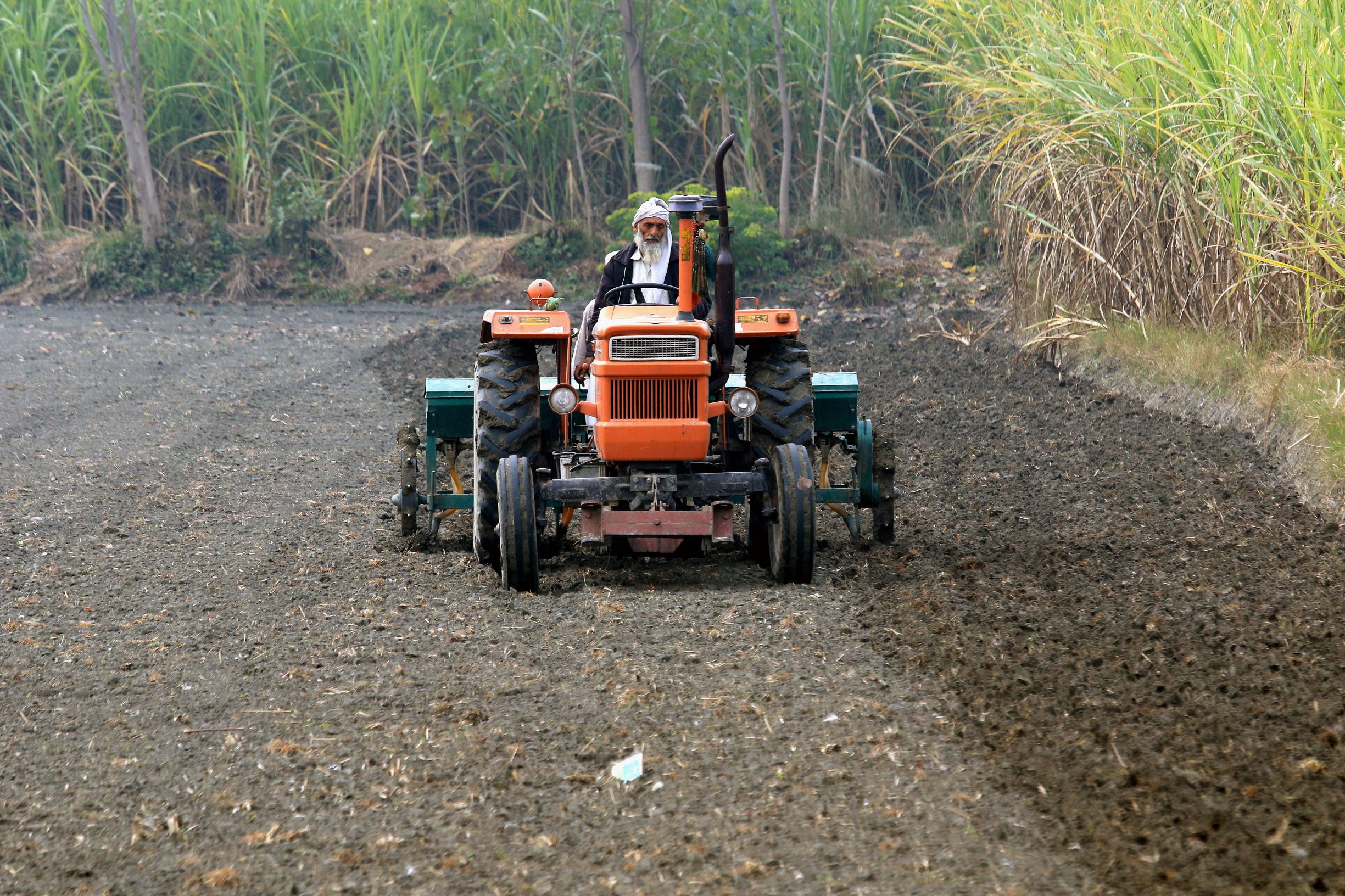 حقول باكستان تمتلئ بالبذور