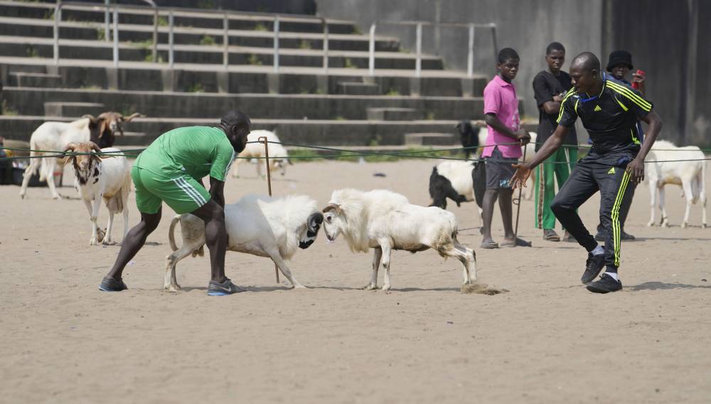   كبشان يتناطحان خلال مسابقة صراع الكباش في الاستاد الوطني وسط مدينة لاجوس النيجيرية. "أ.ب"