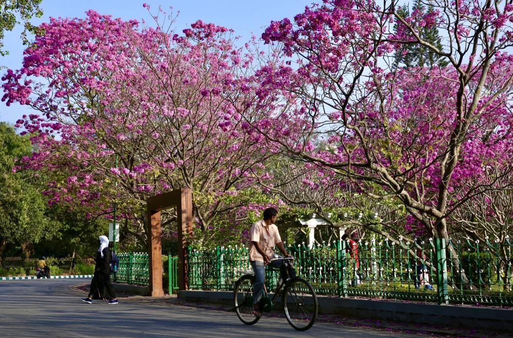 أشجار الأبواق