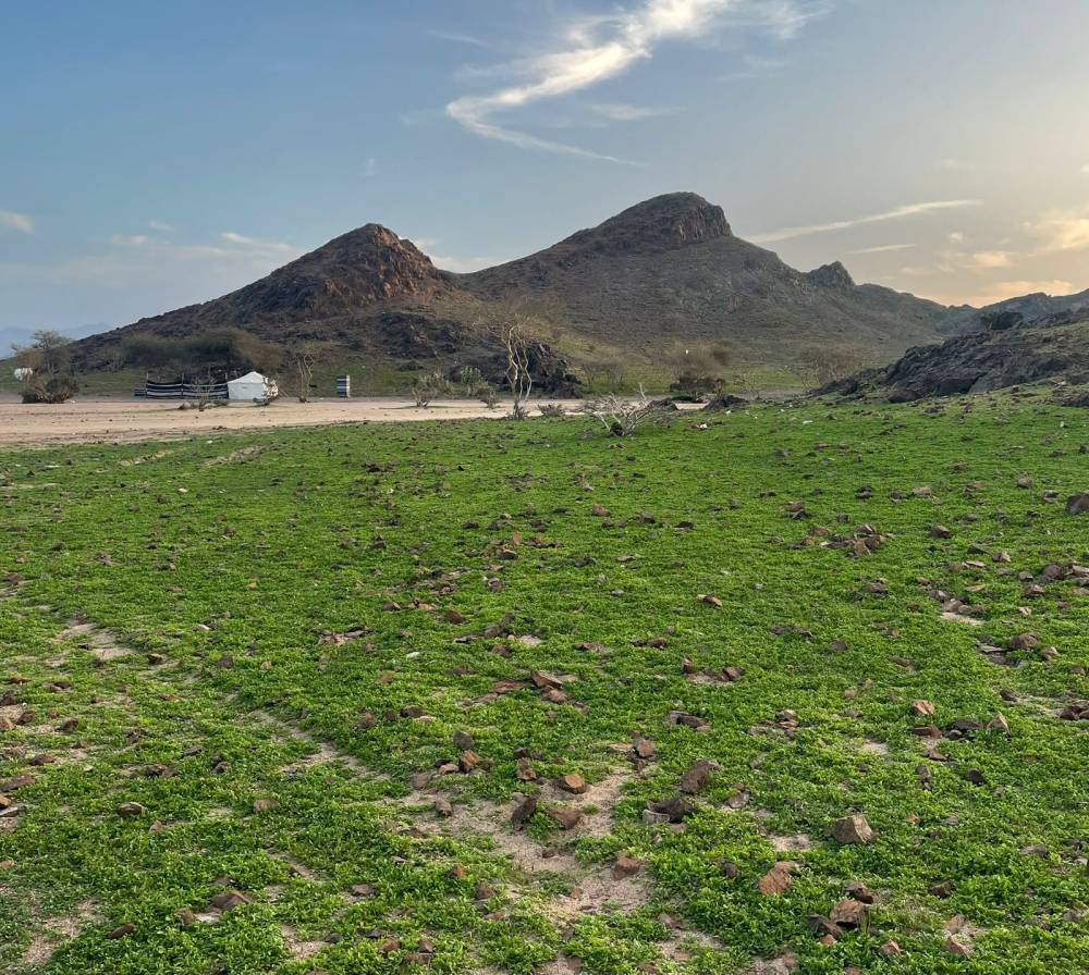 الغطاء النباتي في المدينة المنورة .. 360 % من المساحات الخضراء