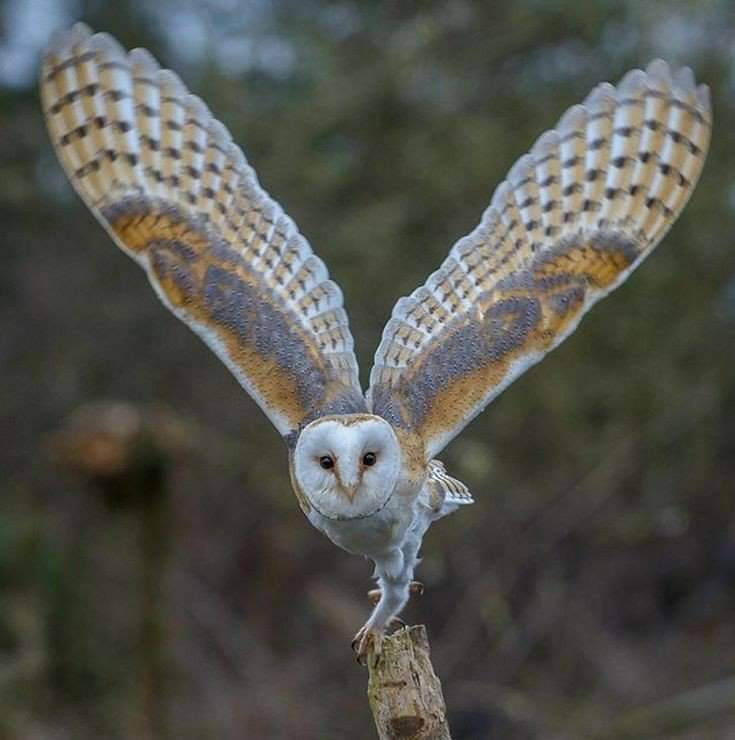 رصد 5 أنواع من طائر البوم المهددة بالانقراض