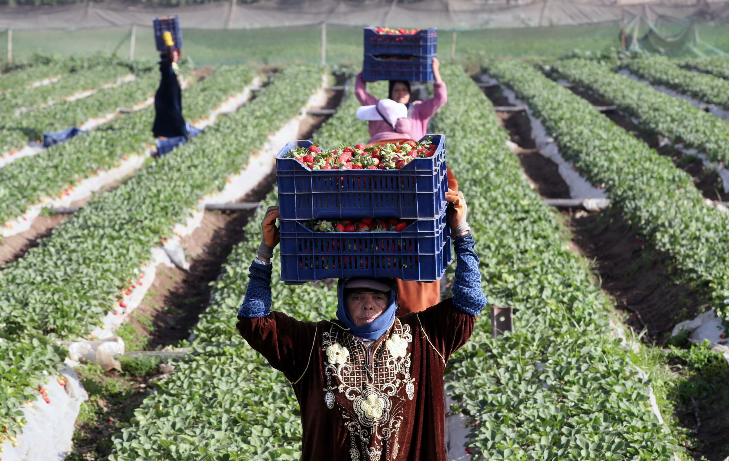 انطلاق موسم حصاد الفراولة في مصر