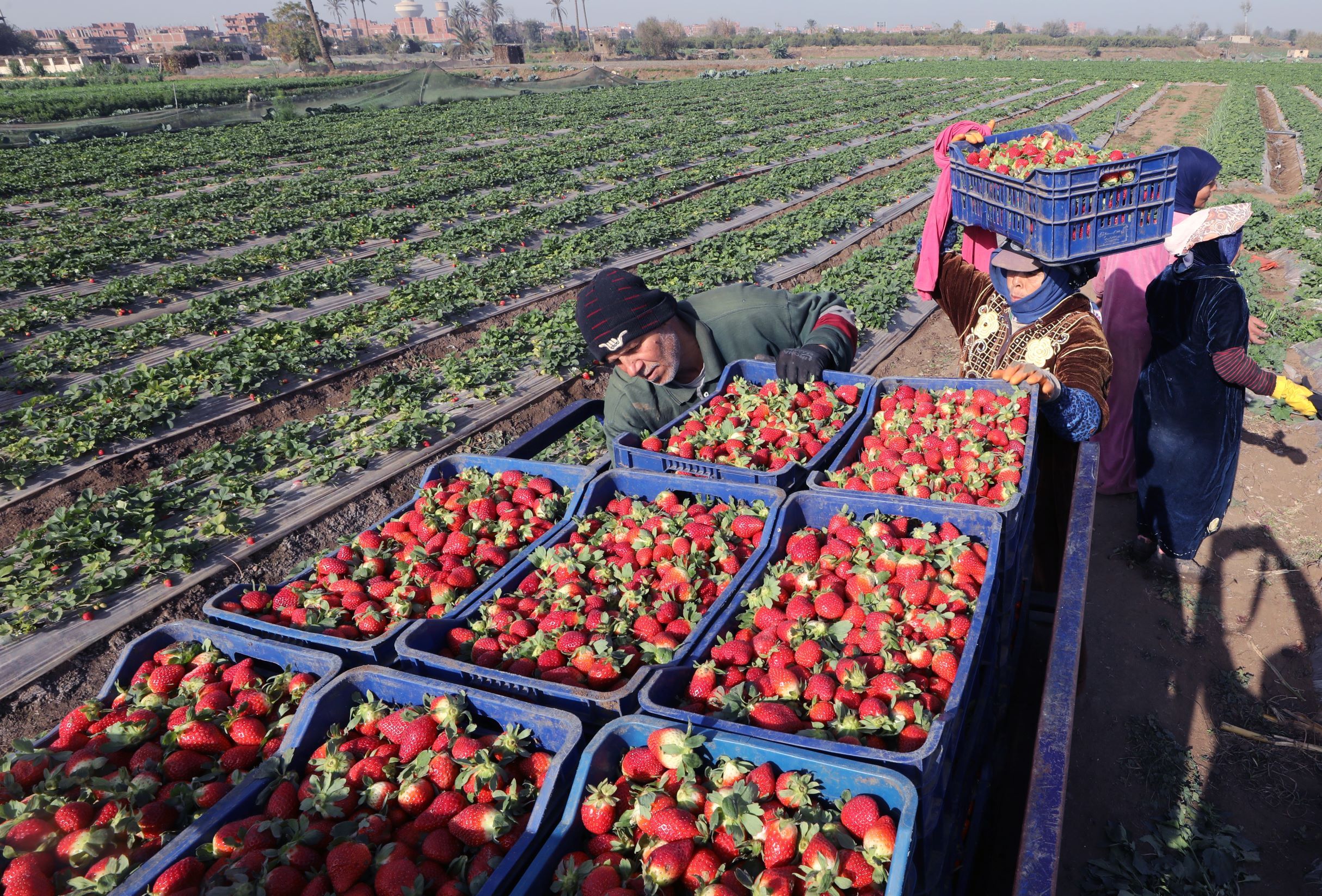 انطلاق موسم حصاد الفراولة في مصر