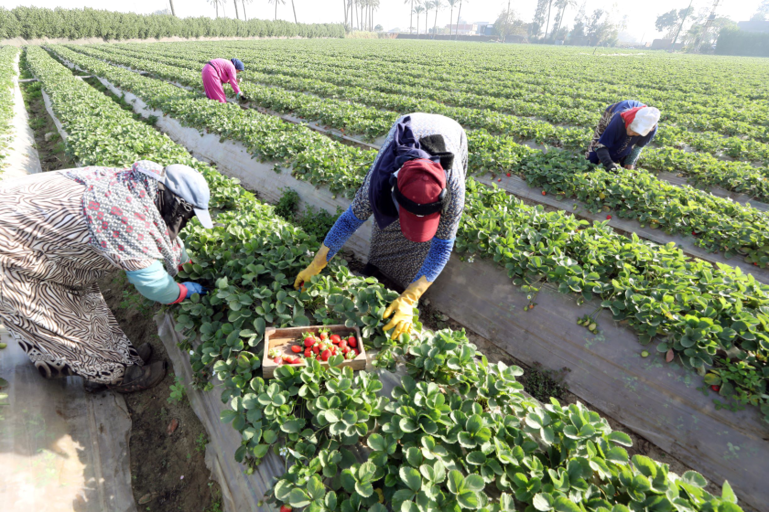 انطلاق موسم حصاد الفراولة في مصر