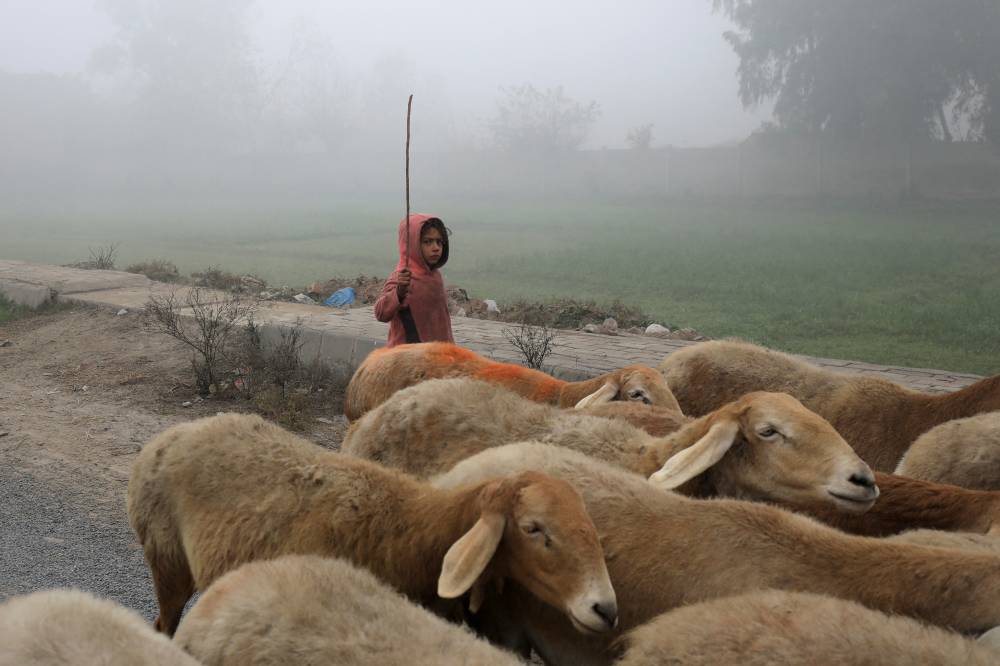  فتاة تقود قطيع أغنام على طول طريق وسط الضباب في ضواحي بيشاور، باكستان. "رويترز"
