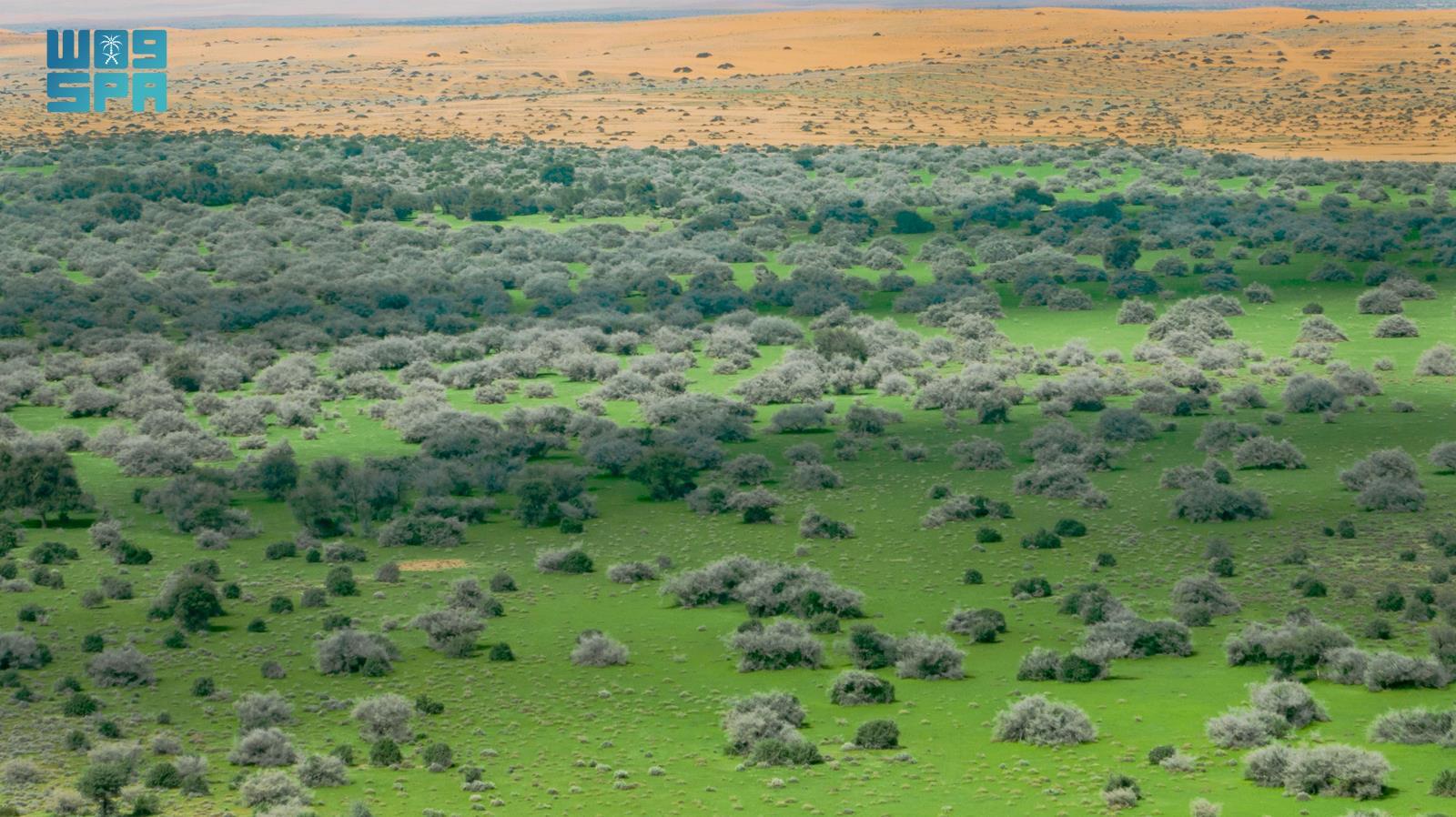 هيئة تطوير محمية "الملك عبدالعزيز" لـ "الاقتصادية" : نستهدف رفع مساحة الغطاء النباتي إلى 60 ألف هكتار بحلول 2030