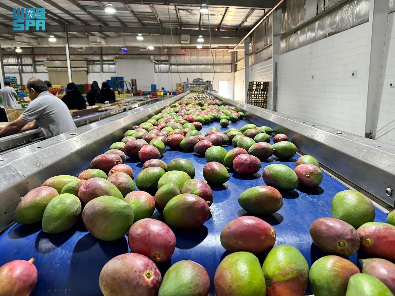 جازان تصدر أول شحنة مانجو من أراضيها إلى الأردن