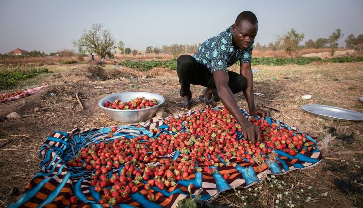 يقدر إنتاج الفراولة بنحو ألفي طن سنويا في بوركينا فاسو. "الفرنسية"