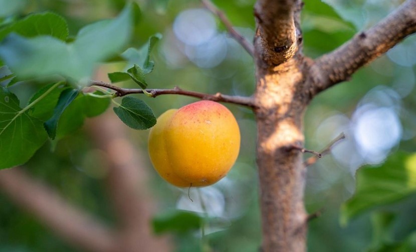 "ريف السعودية": ارتفاع عدد مراكز تسويق المنتجات الزراعية يسهم في نمو قطاع الفاكهة