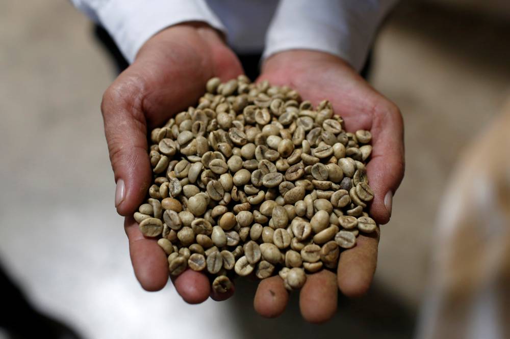 A worker shows coffee green beans at coffee company Simexco Dak Lak Limited in the town of Di An in Binh Duong province, Vietnam July 8, 2019. Picture taken July 8, 2019.  REUTERS/Yen Duong/Files