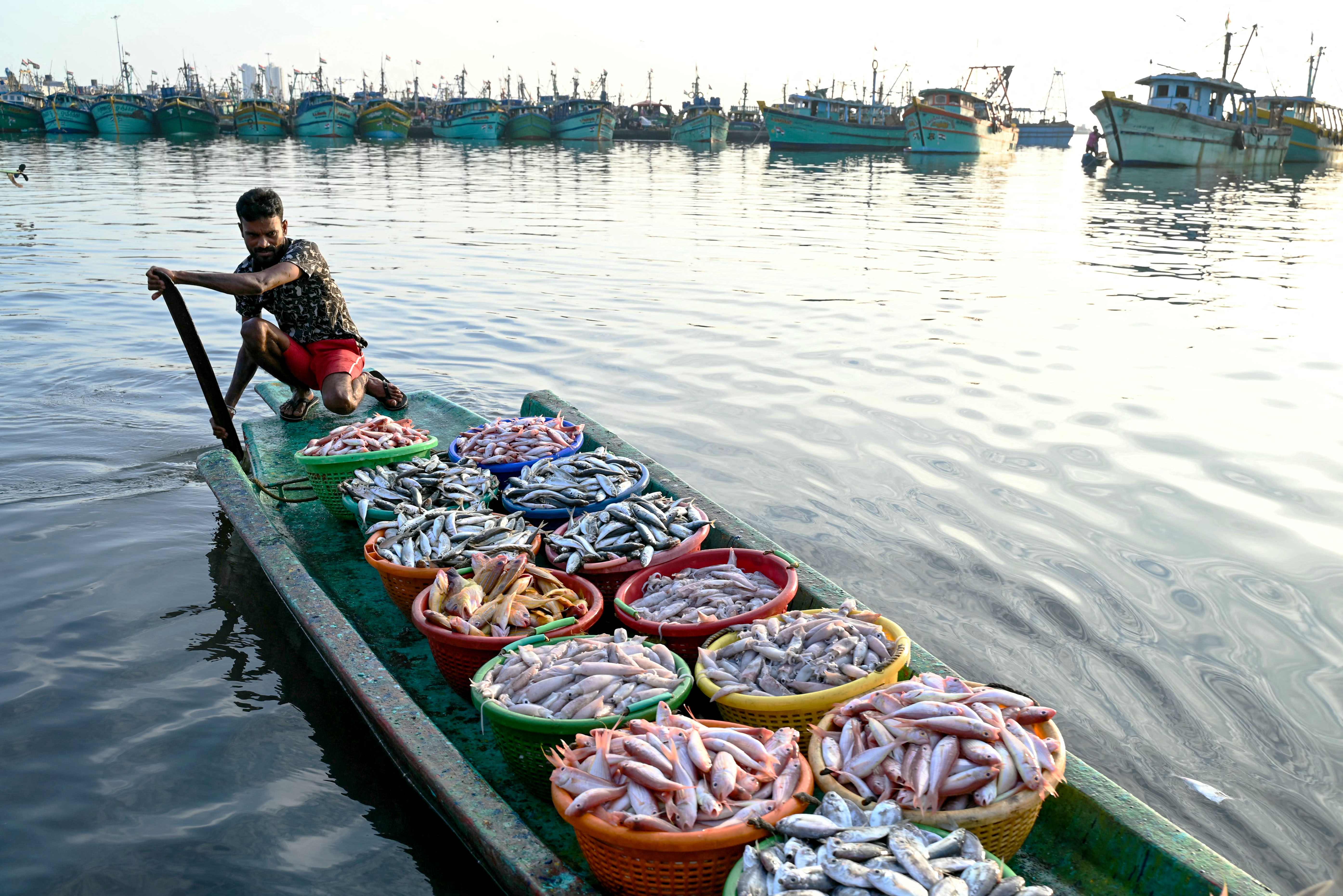 المخزونات السمكية في الهند
