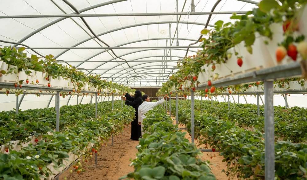 المدن الزراعية تحتوي على خدمات متكاملة ومرافق تسويقية ومصانع تحويلية. المصدر: واس