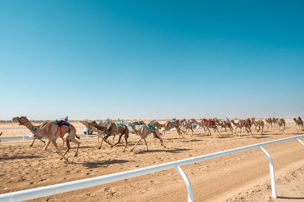 شهدت النسخ الخمس السابقة من مهرجان ولي العهد للهجن إقبالا كبيرا من محبي رياضة الهجن.
