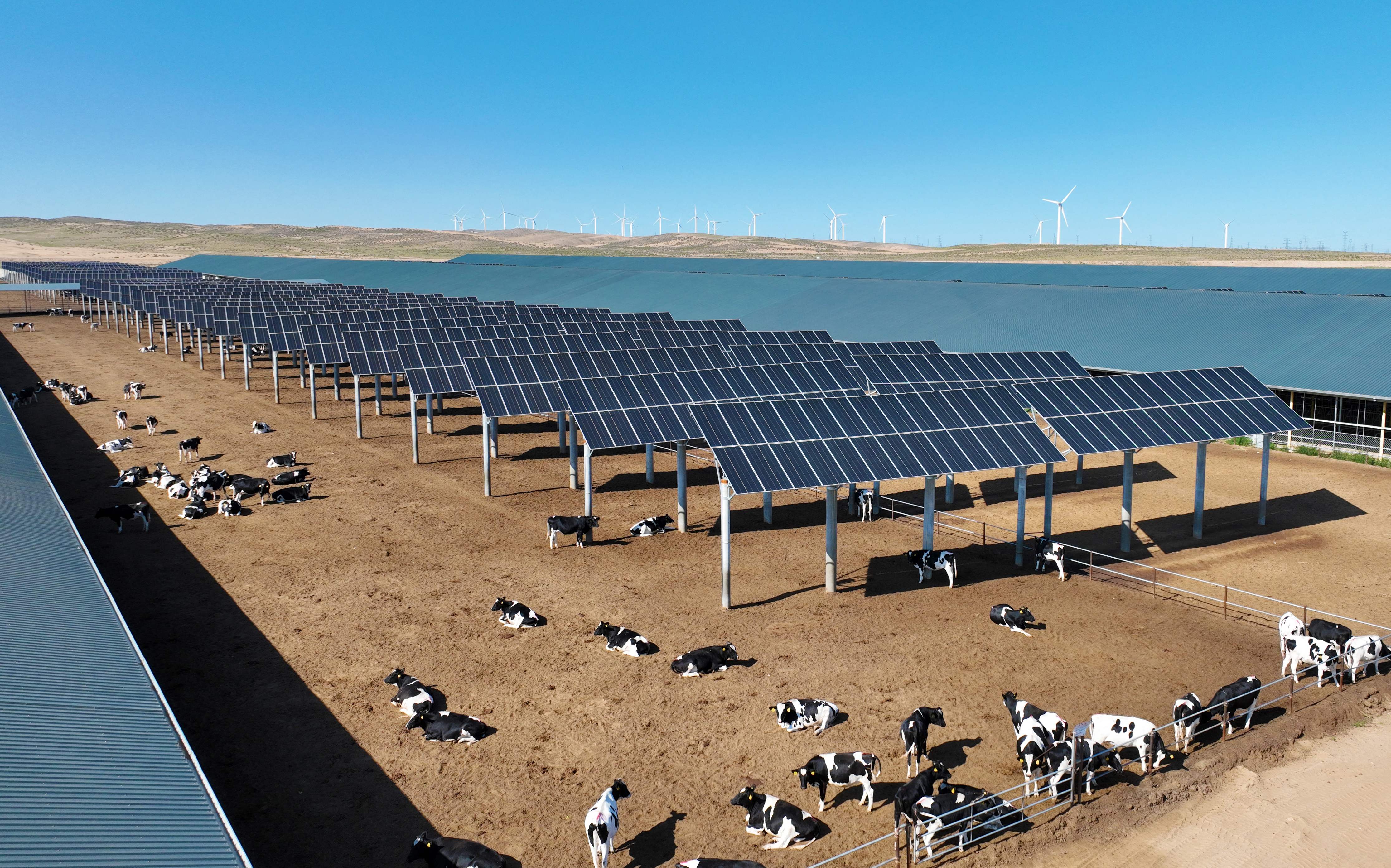 تربية مواشي وطاقة نظيفة