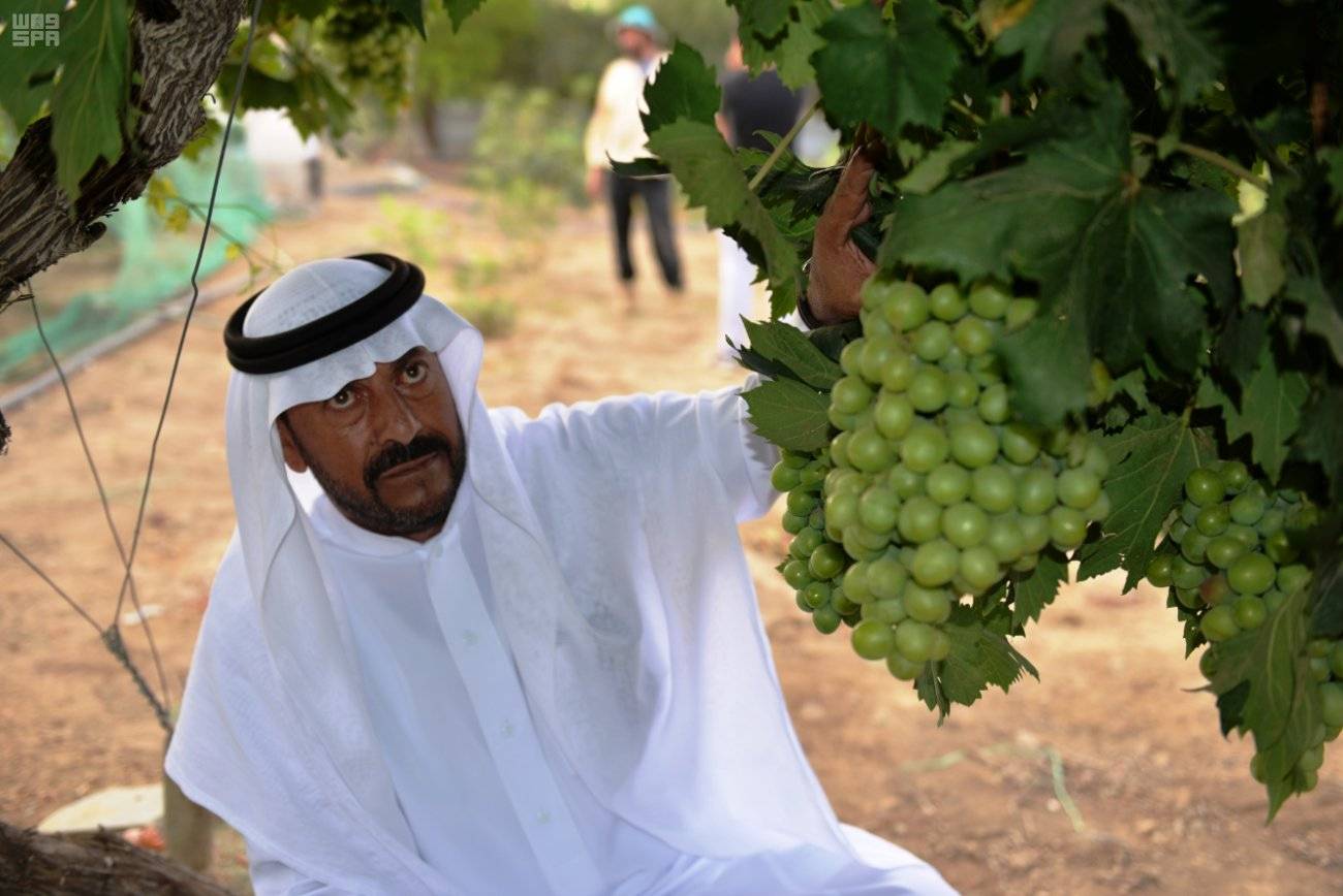 إنتاج العنب في السعودية