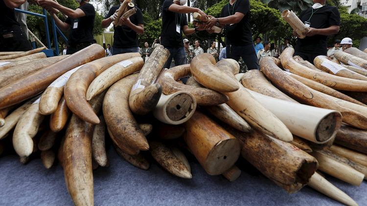 يصل سعر طن العاج بعد التصنيع إلى 5.5 مليون دولار. المصدر: رويترز