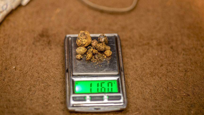 كرات صغيرة من الذهب الخام تم جمعها من منجم في زيمبابوي. "بلومبرغ"