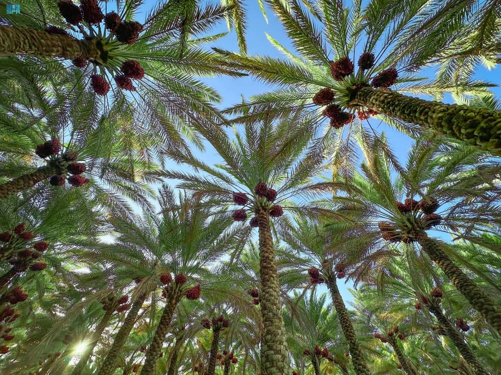 DST_2167167_6658251_24_5_2024090716462245