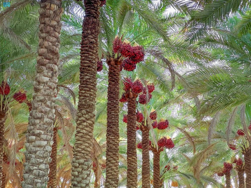 DST_2167167_6658252_24_5_2024090716462245