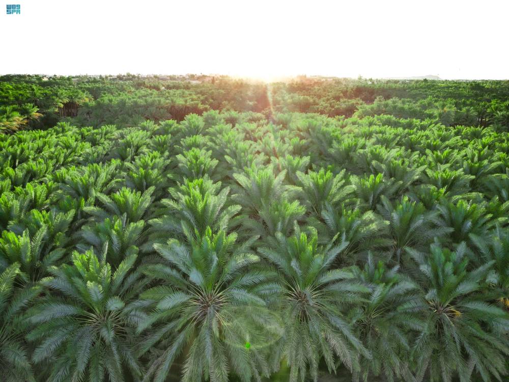 DST_2167167_6658254_24_5_2024090716462245