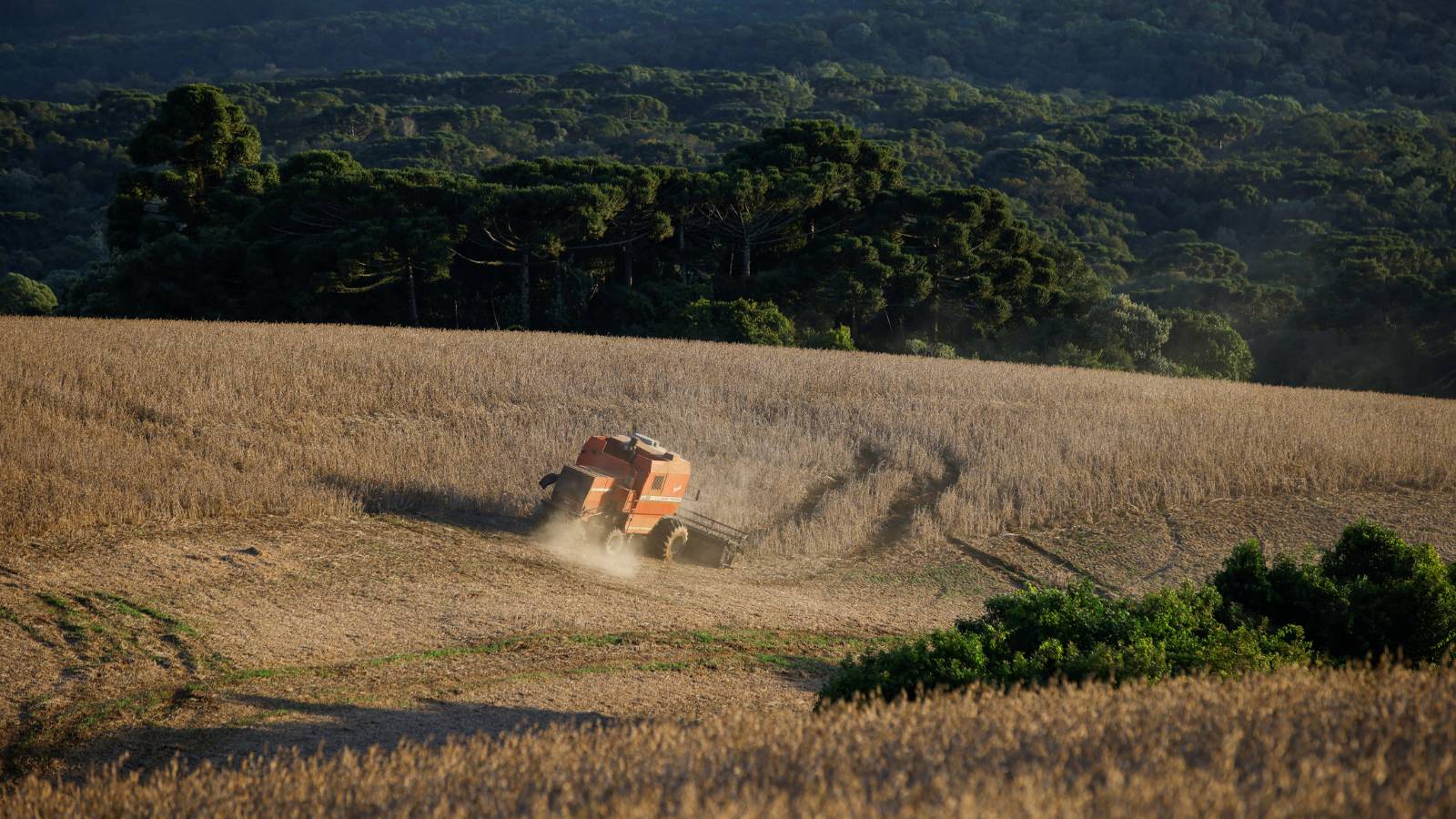 يمكن استخدام الذكاء الاصطناعي لمراقبة الغابات والتنبؤ بالكوارث الطبيعية. رويترز