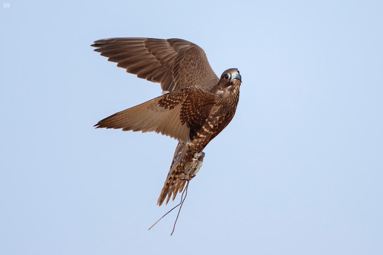 6 مراحل لتسجيل الطيور المشاركة في كأس نادي الصقور السعودي