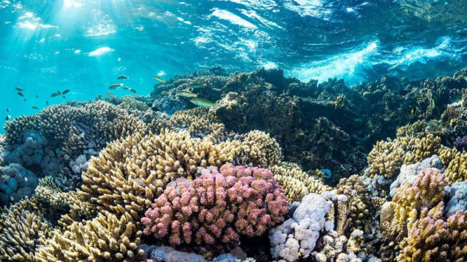 «السمكة الطائرة».. تقنية سعودية لمسح الشعب المرجانية للبحر الأحمر بعائدات 15 مليار ريال