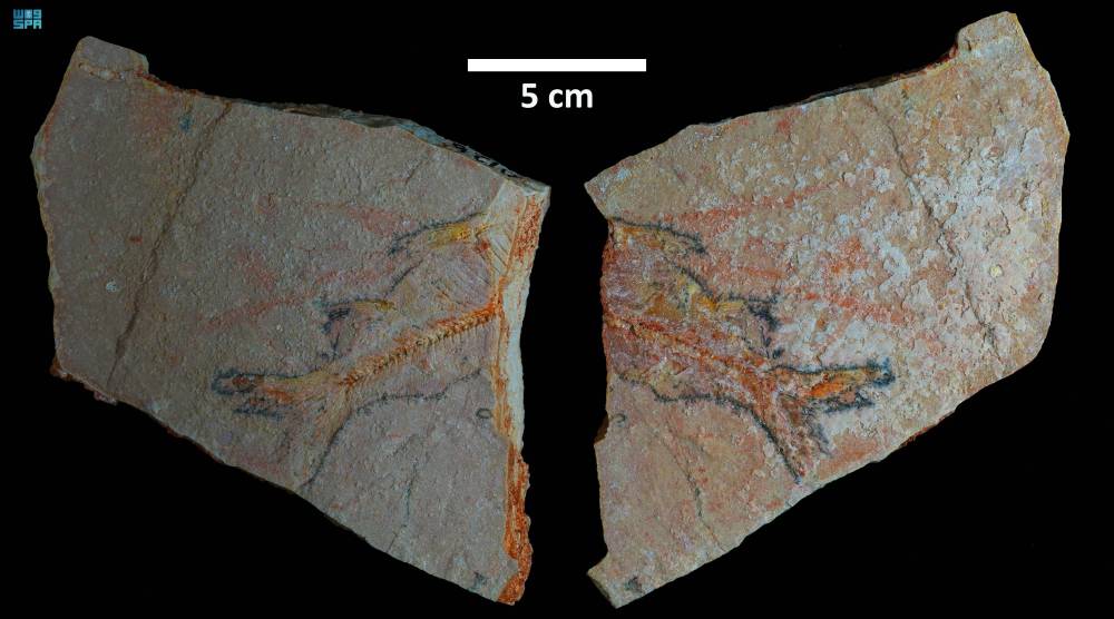 DST_2221199_7058389_58_3_2024120816041518