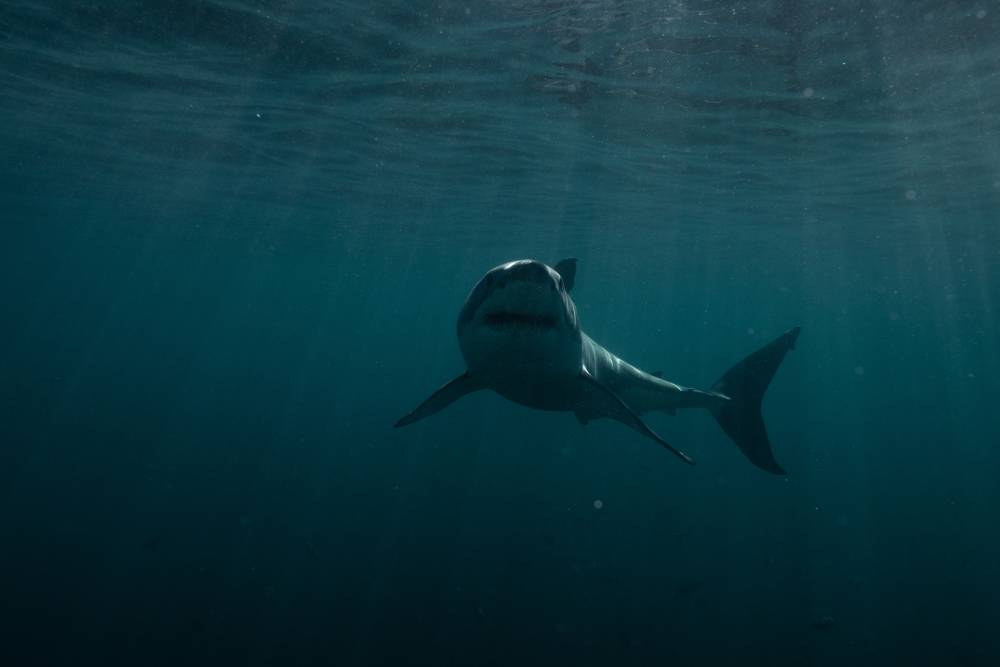 "الشرق ديسكفري" تعرض برامج "أسبوع القرش" الشهيرة مجانا باللغة العربية لأول مرة