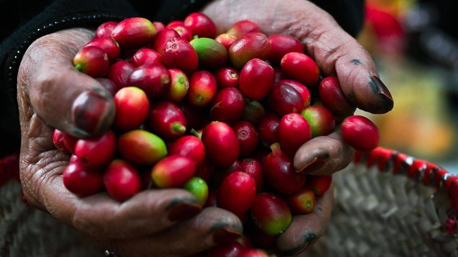 السعودية تصدر أول شحنة من البن المحلي إلى أوروبا