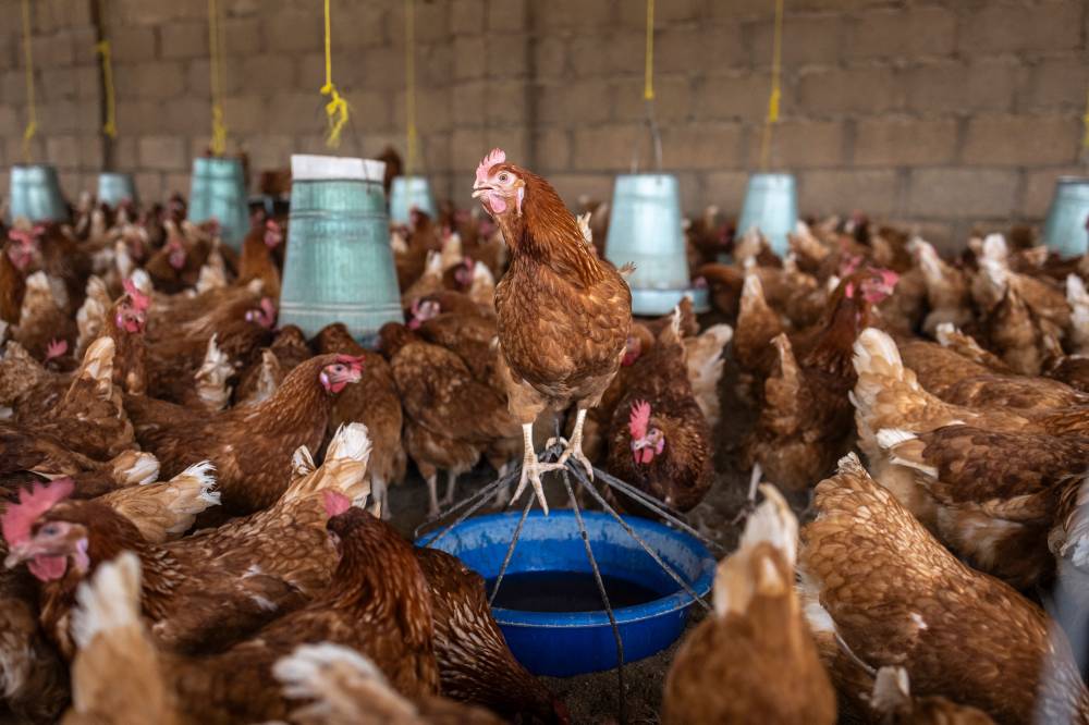 تنامي الاستهلاك يفتح شهية صناعة الدواجن العالمية للنمو في منطقة الخليج