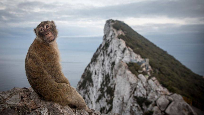 حتى القرود لم تسلم من أذى تعريفات ترمب!