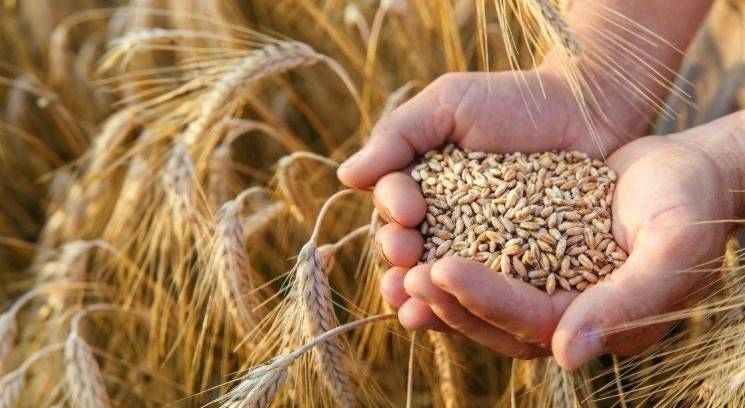 صرف 457 مليون ريال مستحقات الدفعة الأولى لمزارعي القمح في السعودية