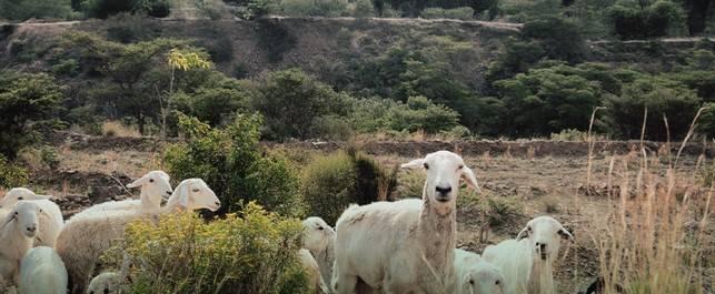 "ريف السعودية": تطبيق نظام "القطعان الذكية" لأول مرة في إدارة مزارع الماشية