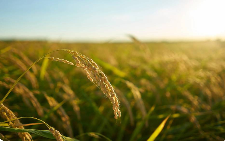 "سالك" تقود 13 استثمارًا في 7 دول و5 قارات لدعم استدامة الغذاء في السعودية