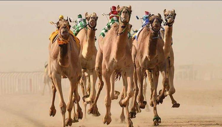 السيف و1.5 مليون ريال جائزة بطل كأس مهرجان ولي العهد للهجن لفئة الحيل