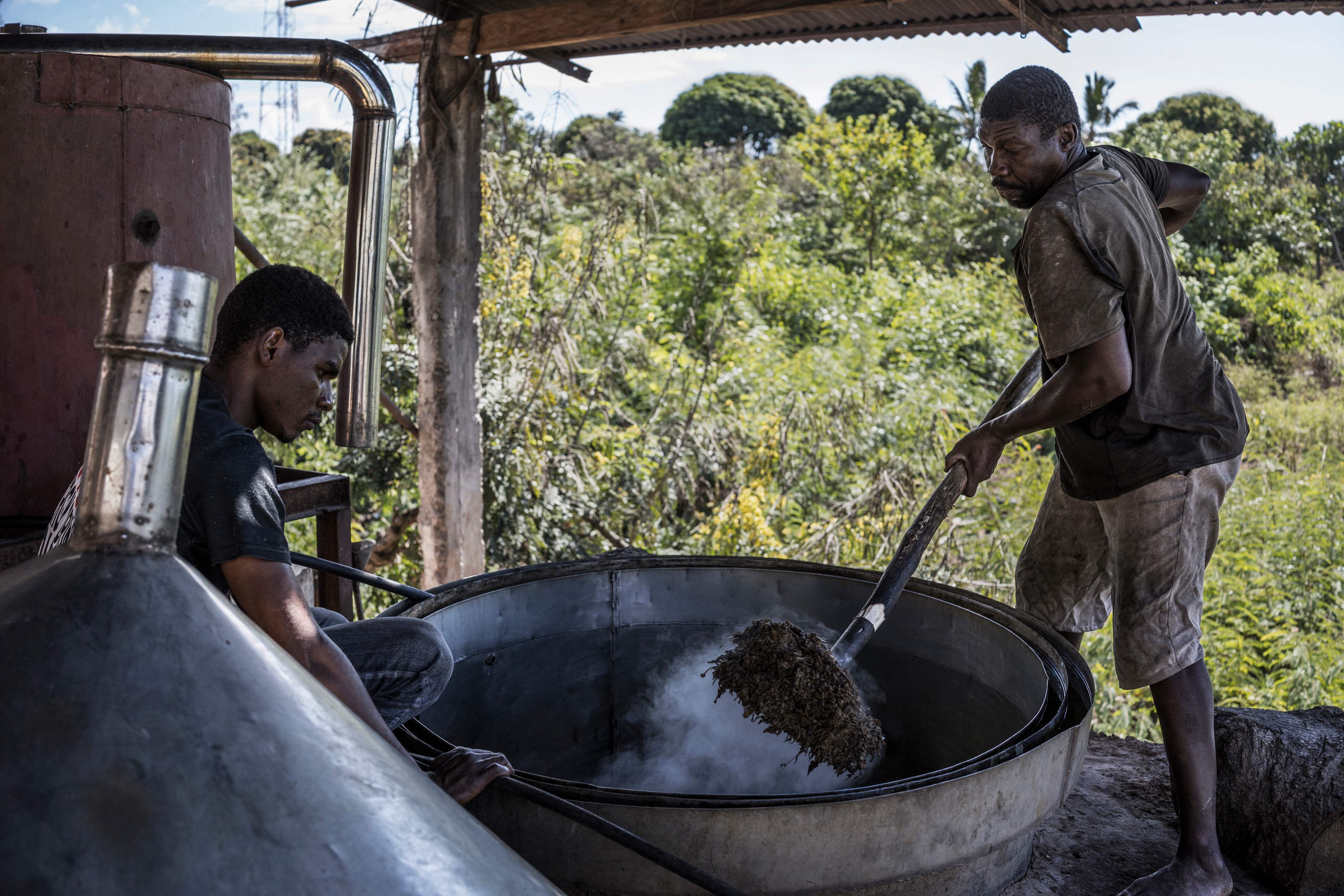 أزهار الإيلنج في جزر القمر