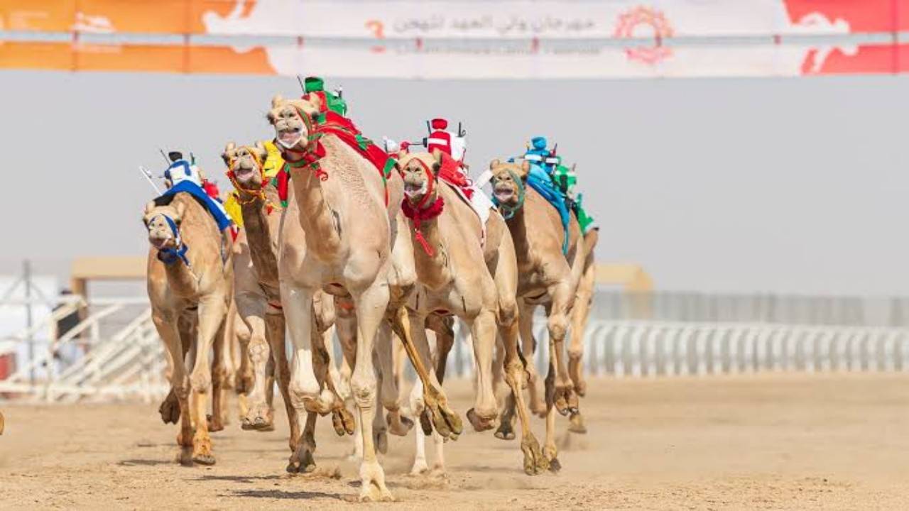 استحداث 3 عضويات لملاك الهجن رسومها تصل إلى 50 ألف ريال في مهرجان ولي العهد