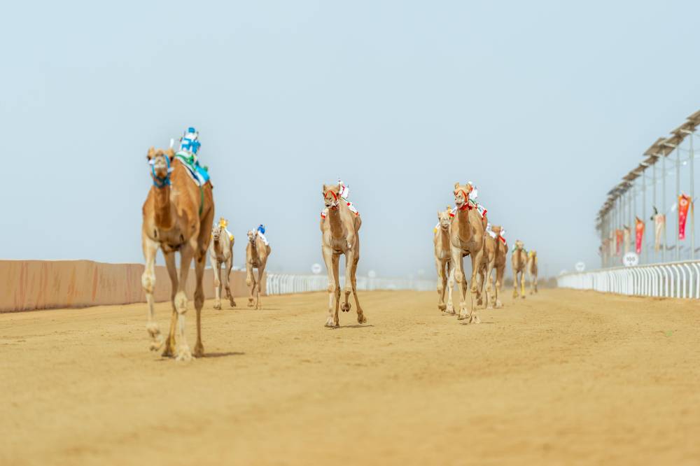 صفقات الهجن تتجاوز 200 مليون ريال من بيع 100 مطية خلال مهرجان ولي العهد