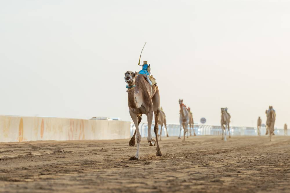 السعودية تستحوذ على 65% من الأشواط .. وربع مليار ريال القيمة السوقية لهجن الختام