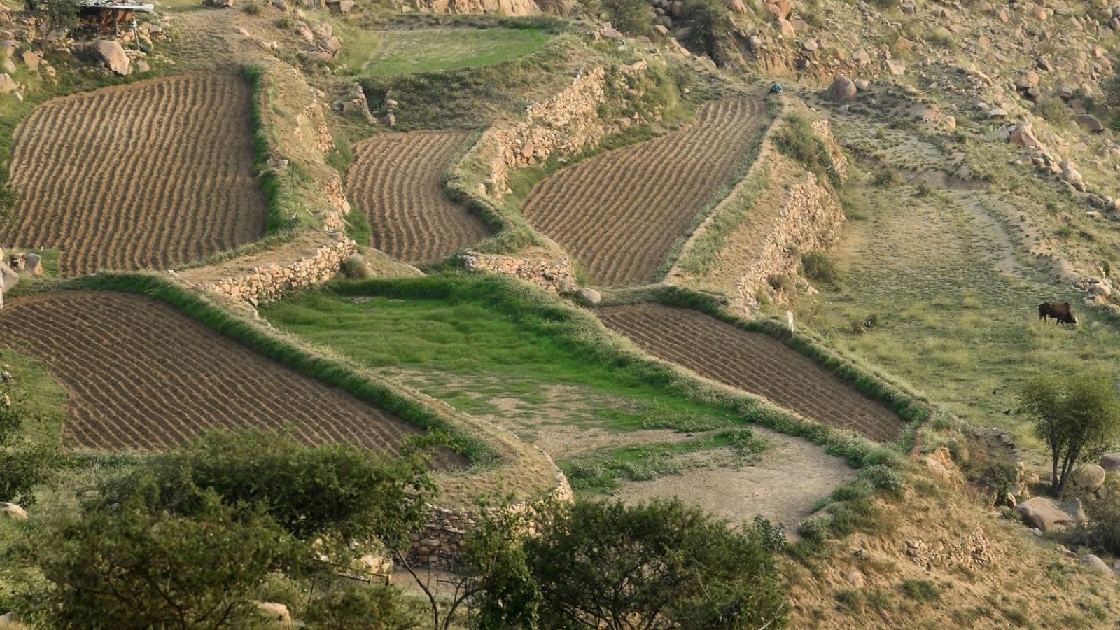 الزراعة في عسير