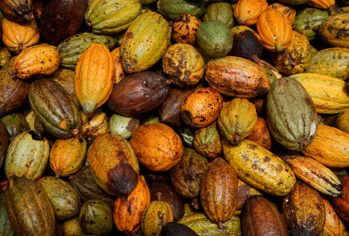 بوادر انفراج في أزمة الكاكاو.. هل ستنخفض أسعار الشوكولاتة؟