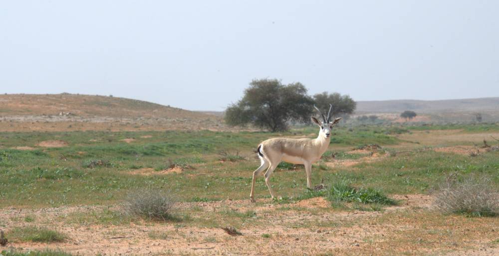 هيئة تطوير محمية الإمام تركي بن عبد الله الملكية تنضم رسميا لبرنامج "MAB"