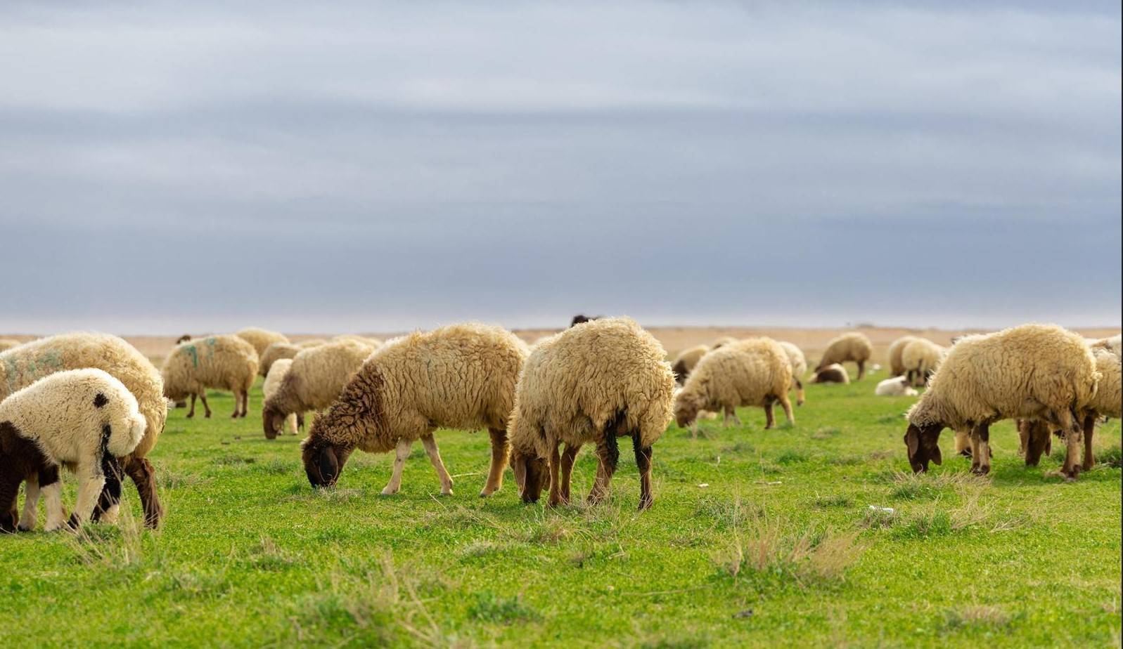 طرح 4 فرص استثمارية لدعم الثروة الحيوانية وإنتاج اللحوم الحمراء في الرياض