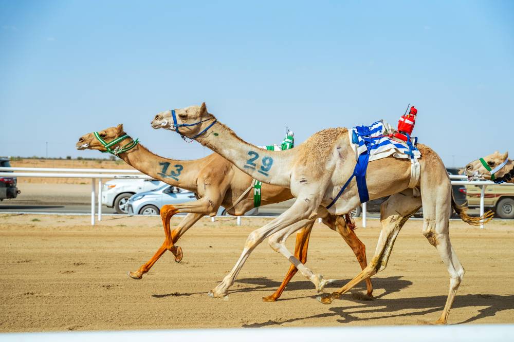 الهجن السعودية تخطف 15 لقبا في فئة "الجذاع" .. ختام مهرجان ولي العهد غدا