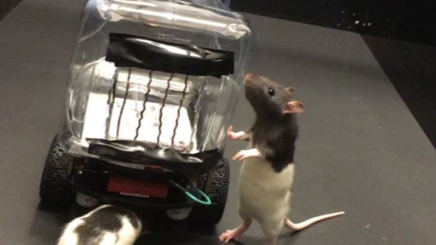 تجربة مذهلة .. فئران تقود سيارة كهربائية مصغرة