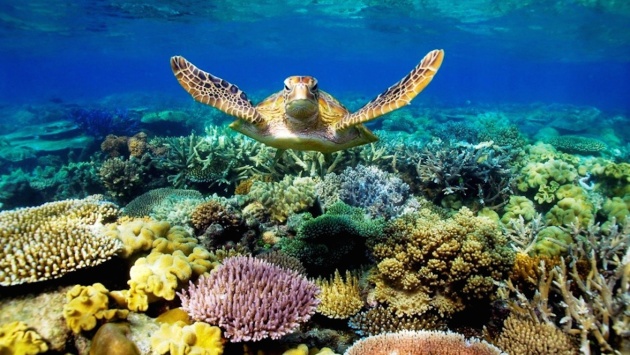 أستراليا تستثمر 96.5 مليون دولار لتحسين جودة المياه في الحيد المرجاني العظيم